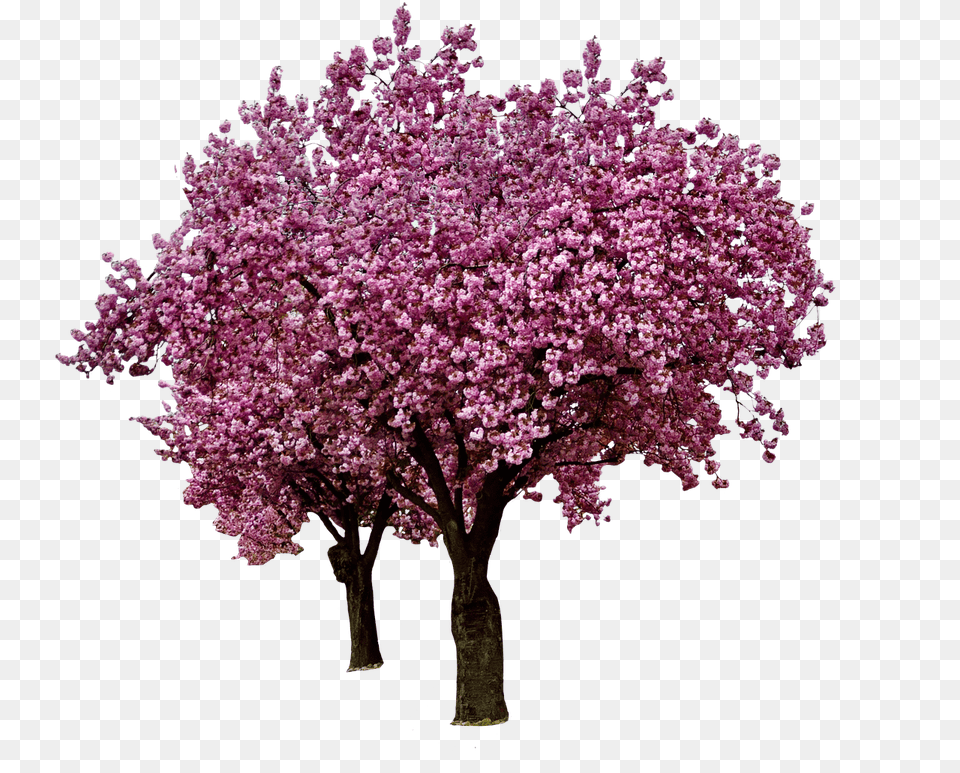 Spring Cherry Blossoms, Flower, Plant, Cherry Blossom, Tree Png Image