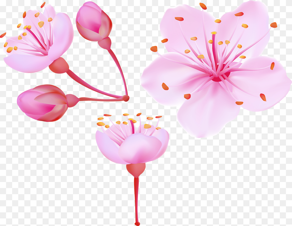 Spring Cherry Blossoms Clip Art Flower Cherry Blossom Clip Art Free Png
