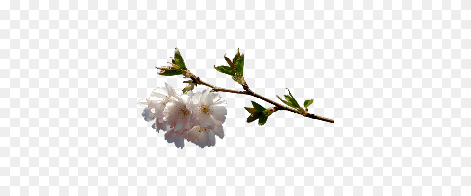 Spring Cherry Blossoms Transparent, Flower, Geranium, Plant, Cherry Blossom Free Png