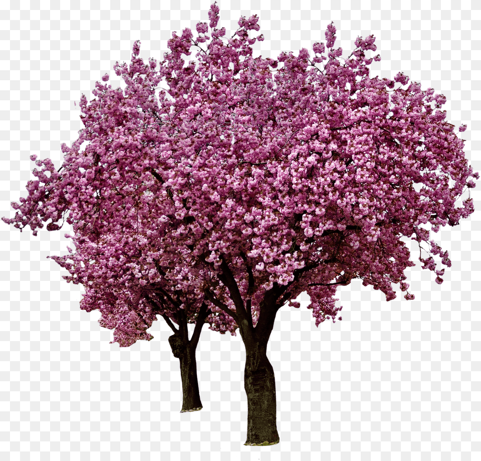 Spring Cherry Blossoms Transparent Real Cherry Blossom Tree, Flower, Plant, Cherry Blossom Png Image