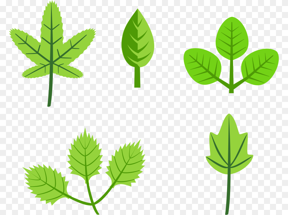Spring Clip Art, Green, Herbs, Leaf, Mint Png