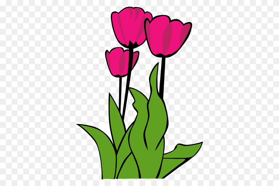 Spring Clip Art, Flower, Plant, Tulip, Dynamite Free Transparent Png