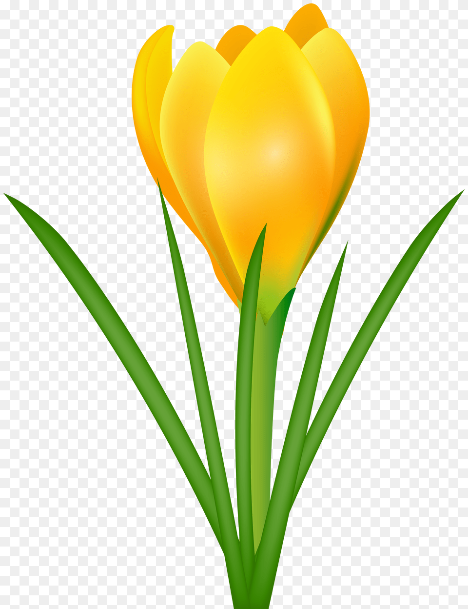 Spring Clip Art Crocus, Flower, Plant, Petal, Tulip Free Transparent Png