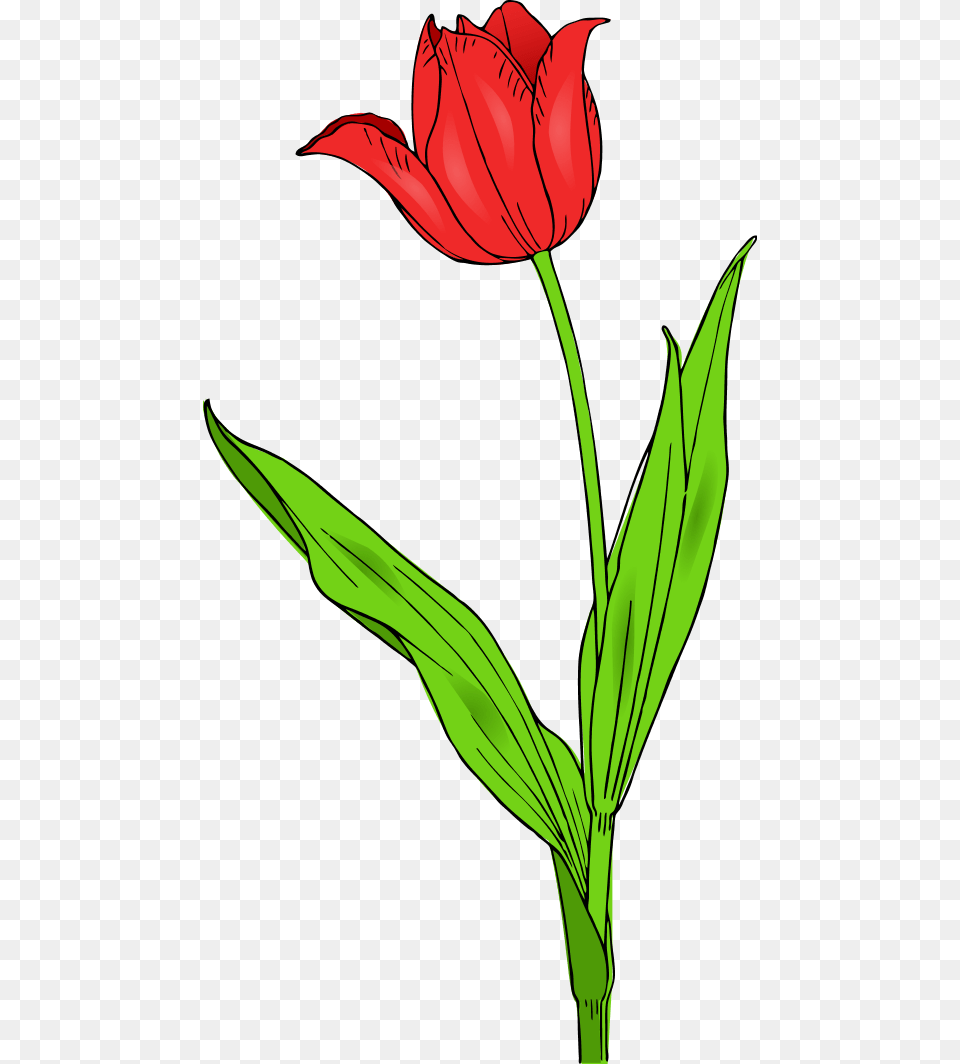 Spring Clip Art Pictures, Flower, Plant, Tulip, Leaf Free Png