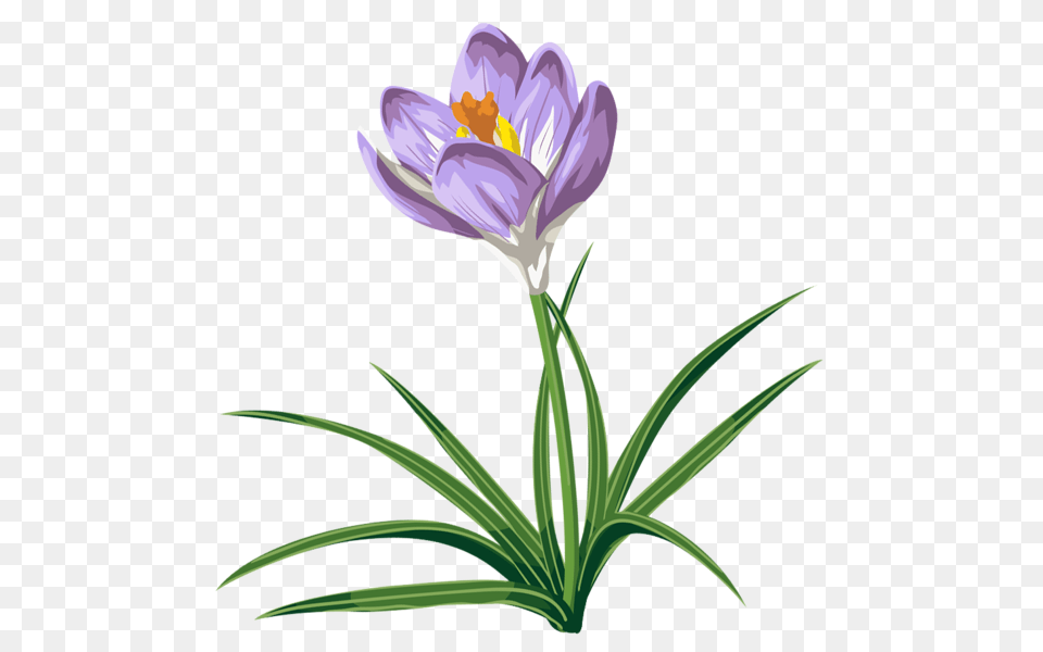 Spring Clip Art Pictures, Flower, Plant, Crocus Free Png