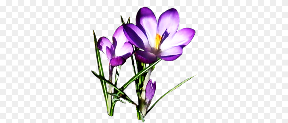 Spring Clipart, Flower, Plant, Crocus, Purple Png Image