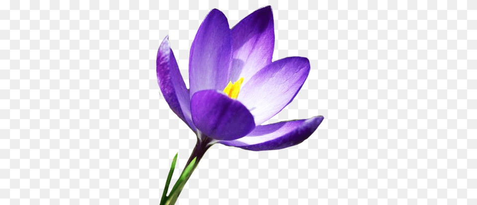 Spring Clipart, Flower, Plant, Crocus, Petal Free Transparent Png