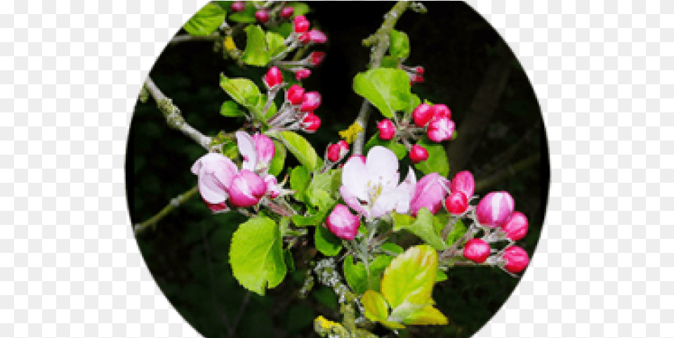 Spring Clipart Apple Tree Spring, Bud, Flower, Geranium, Petal Png Image