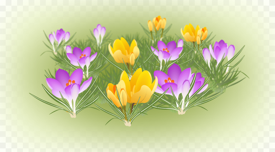 Spring Crocus, Flower, Plant, Nature, Outdoors Free Png Download