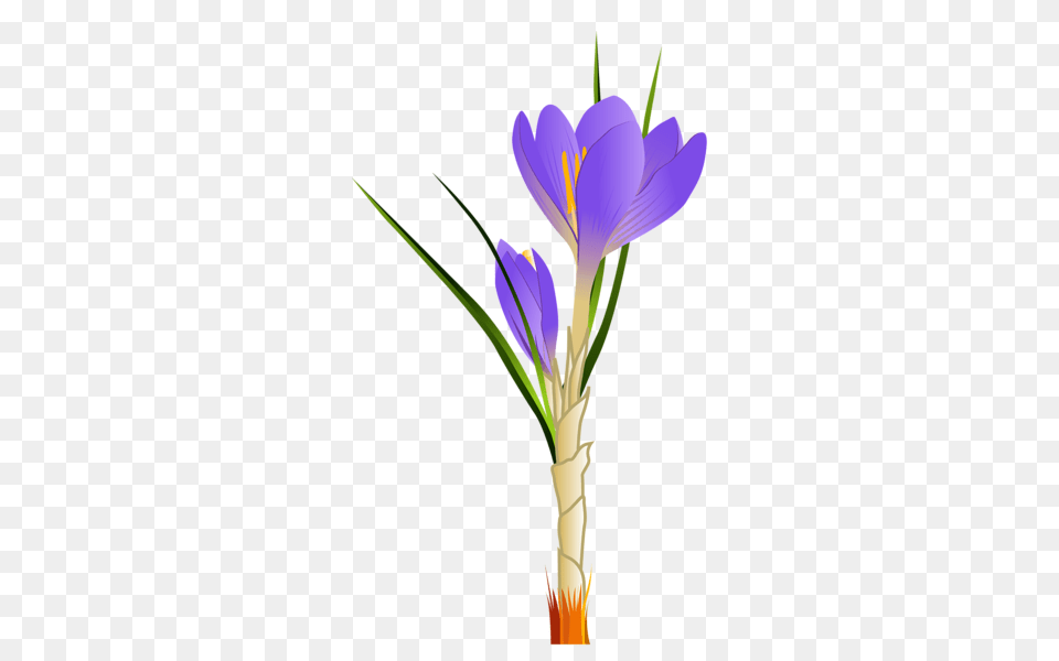 Spring Crocus Clipart Clip Art Flower Art, Plant, Flower Arrangement Free Transparent Png