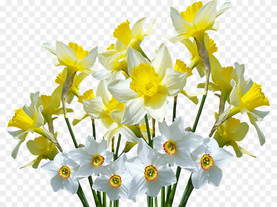 Spring Daffodils Osterglocken Daffodil Flower, Plant, Flower Arrangement, Flower Bouquet Free Png