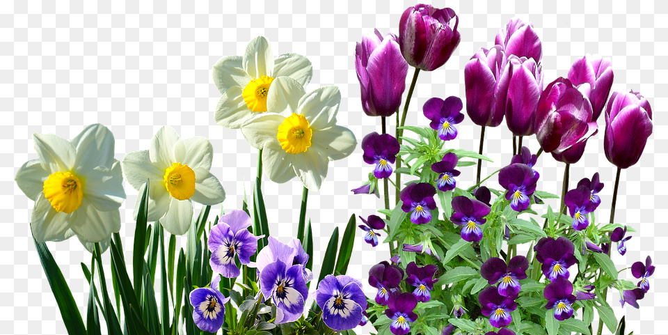 Spring Daffodils Osterglocken Tulips Stirmtterchen Daffodils Transparent, Flower, Plant, Purple, Anemone Free Png