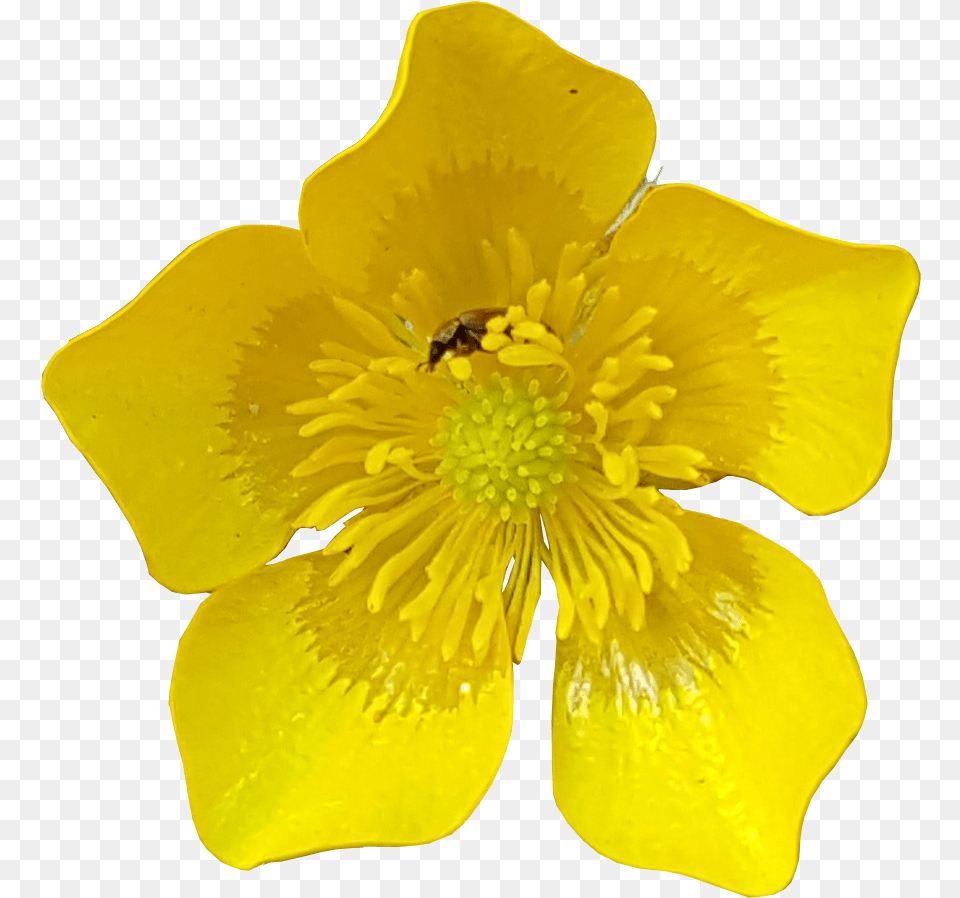 Spring Daffodils Transparent Background Flower Image Buttercup With Transparent Background, Wasp, Pollen, Plant, Petal Png