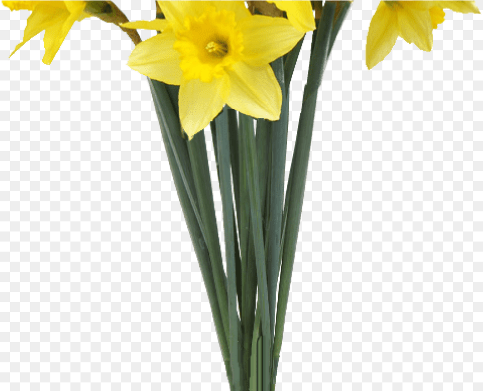 Spring Daffodils Transparent Background Flower Image Transparent Background Flowers, Daffodil, Plant Free Png