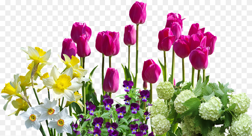 Spring Daffodils Tulips Spring Flowers Hydrangeas Electric Switch Board Design, Flower, Flower Arrangement, Flower Bouquet, Plant Free Png Download