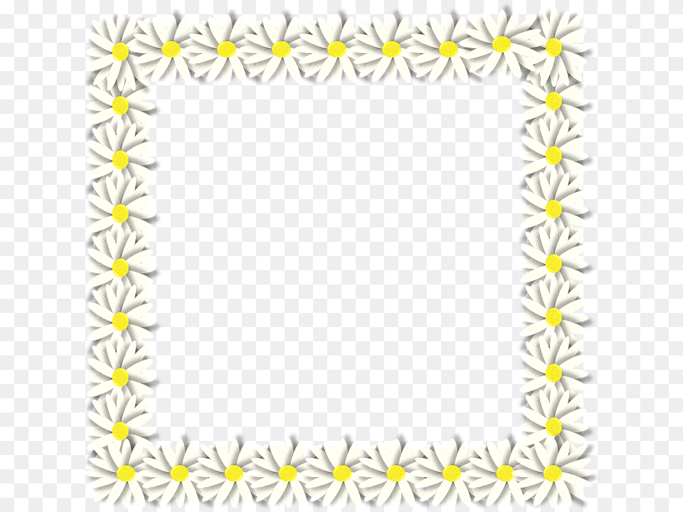 Spring Daisy Flower Flora Fauna Border Frame Picture Frame, Plant, Flower Arrangement, Petal Free Transparent Png