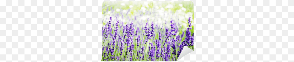 Spring Field With Lavender Flowers Wall Mural Pixers Photograph, Flower, Plant Free Transparent Png