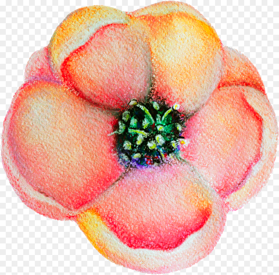Spring Flower Bloom Decoration Vector Artificial Flower, Plant, Petal, Dahlia, Anemone Free Png