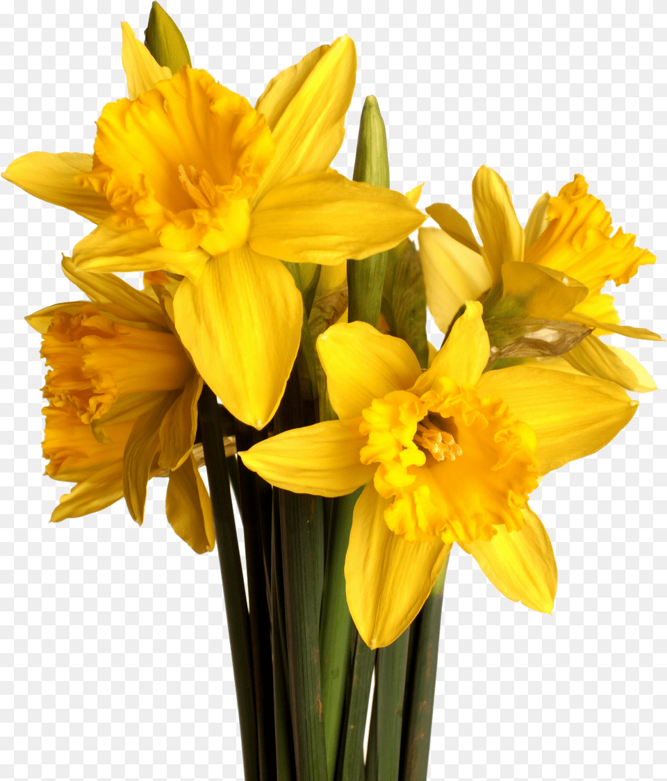 Spring Flower Bouquet Daffodil, Plant Png Image