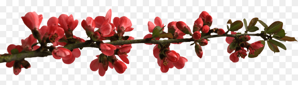 Spring Flower Buttons On Branch, Petal, Plant, Bud, Sprout Png Image