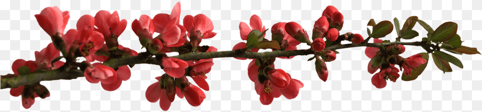 Spring Flower Buttons On Branch Transparent Red Flower Branch, Bud, Petal, Plant, Sprout Png