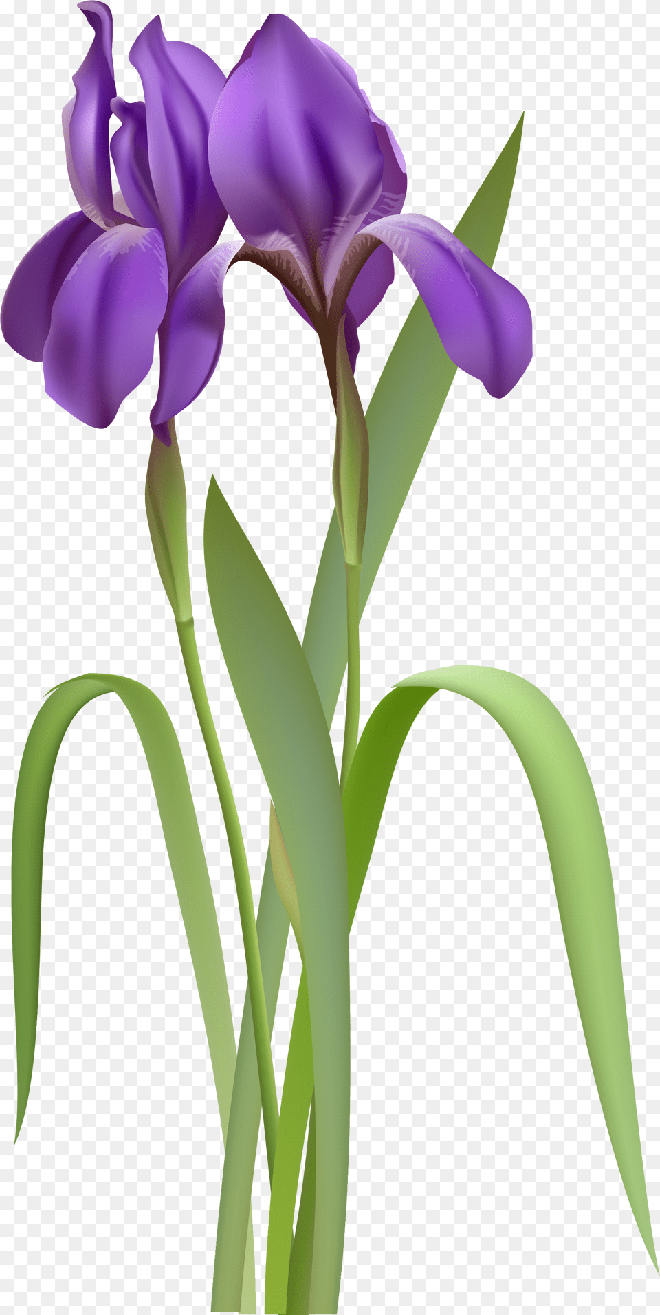 Spring Flower Clipart Flowers, Iris, Plant, Purple, Petal Free Transparent Png