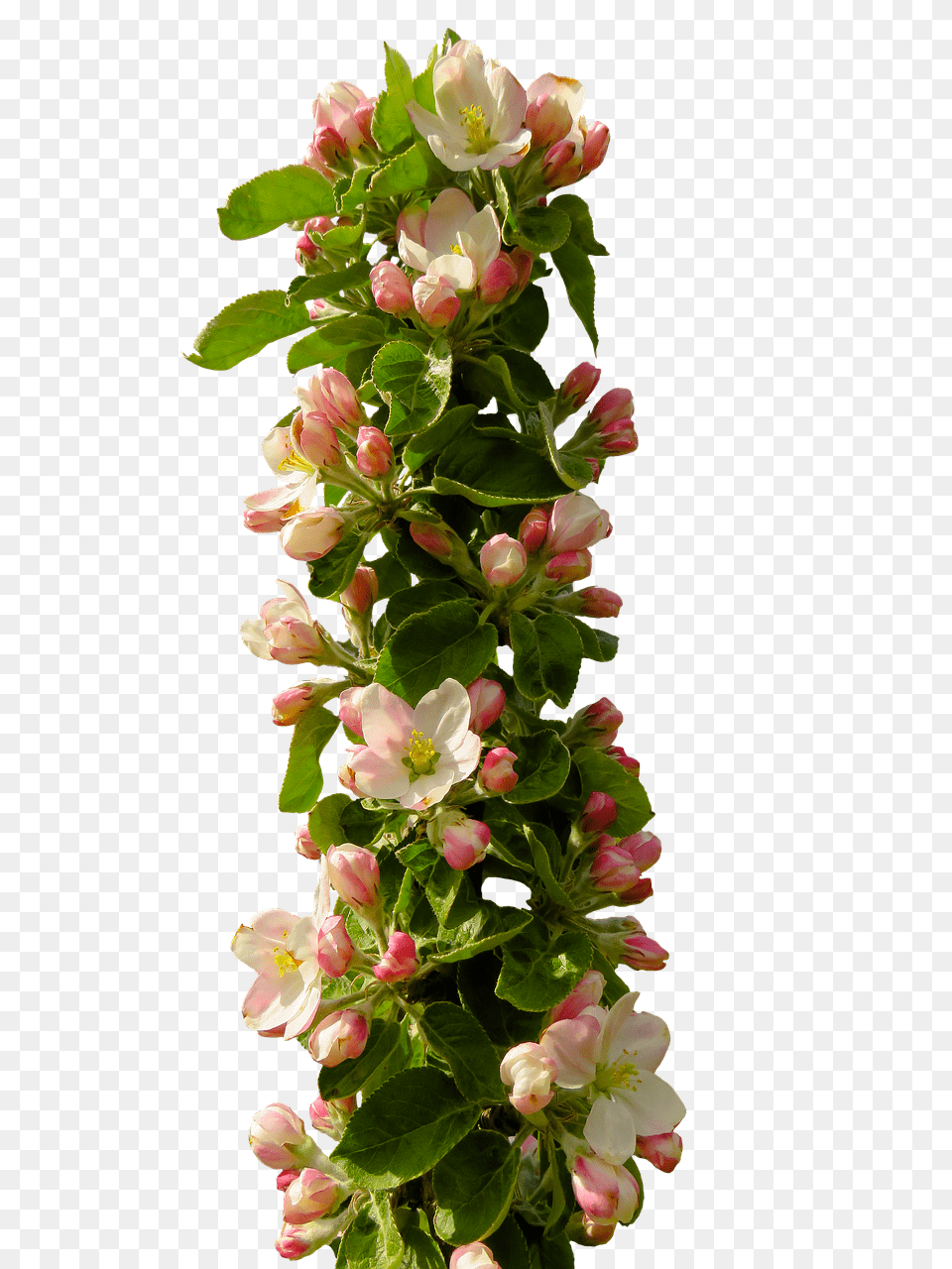 Spring Flower Composition, Flower Arrangement, Geranium, Petal, Plant Free Png Download