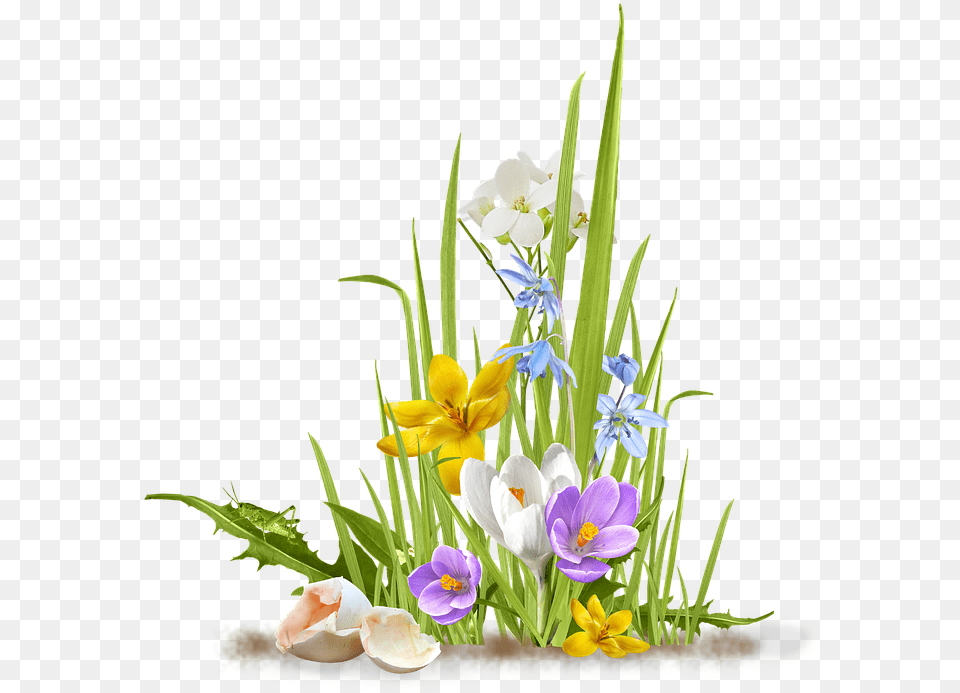 Spring Flower Crocus Saffron Grass Shell Egg Flowers And Grass, Flower Arrangement, Flower Bouquet, Plant, Iris Free Png Download
