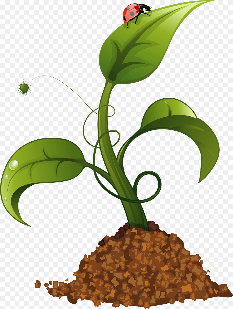 Spring Flower Crop Clip Art Imageu200b Gallery, Plant, Leaf, Herbal, Herbs Free Png Download