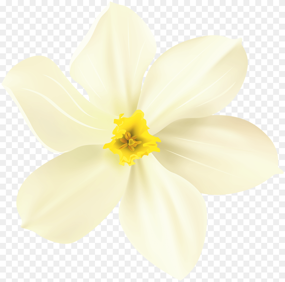 Spring Flower Decorative Transparent, Daffodil, Plant, Adult, Wedding Png Image