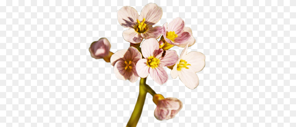 Spring Flower Download Spring Flower, Anther, Petal, Plant, Geranium Free Png