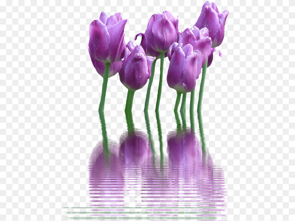 Spring Flower Flower, Plant, Purple, Tulip Png