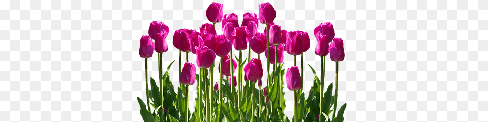 Spring Flower Garden Clipart Garden Transparent Flowers, Plant, Tulip Free Png