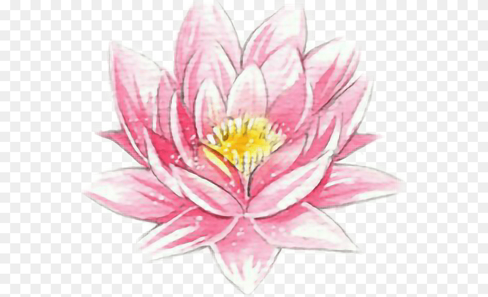 Spring Flower Pink Dibujos De Flores Realistas, Dahlia, Plant, Lily, Rose Free Transparent Png