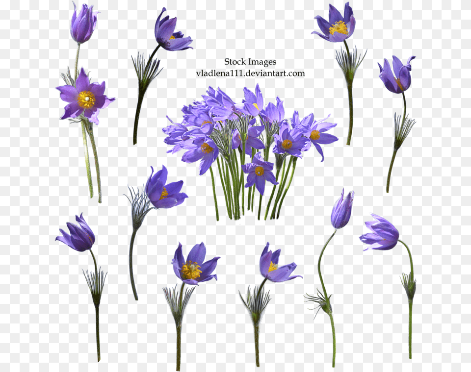 Spring Flower Transparent Background Transparent Background Vintage Purple Flower, Plant, Petal, Pollen, Flax Free Png Download