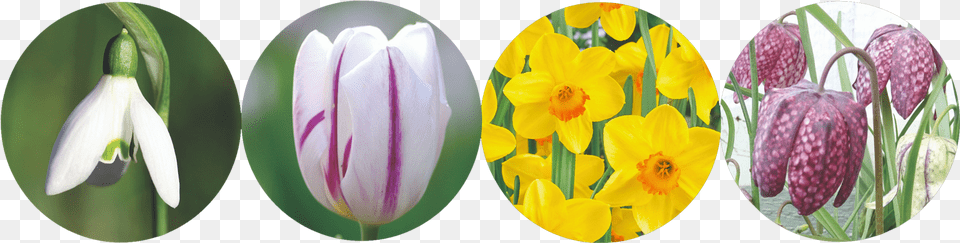 Spring Flowering Bulbs 2019 Tulip, Flower, Plant, Petal, Egg Png Image