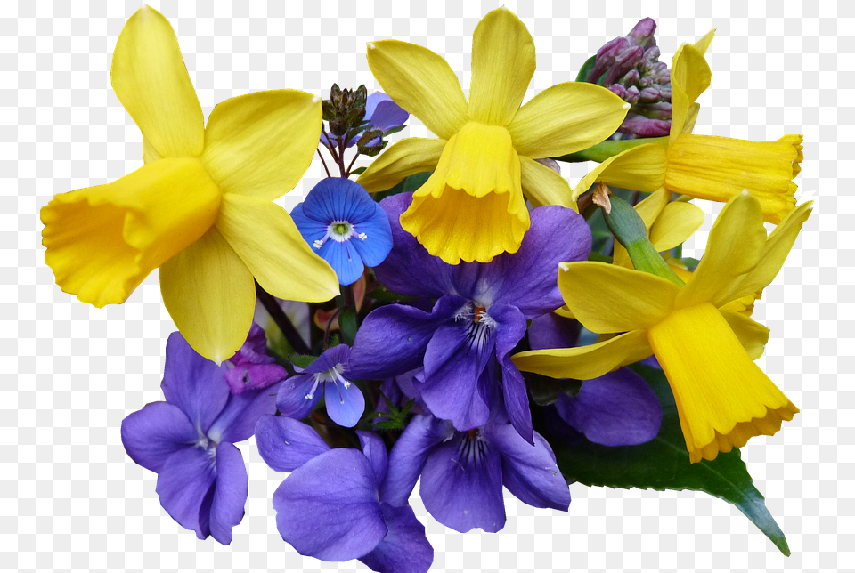 Spring Flowers 2 Image Spreeng Flower Iris, Plant, Daffodil, Geranium Free Transparent Png