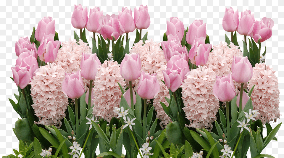 Spring Flowers, Flower, Petal, Plant, Flower Arrangement Png