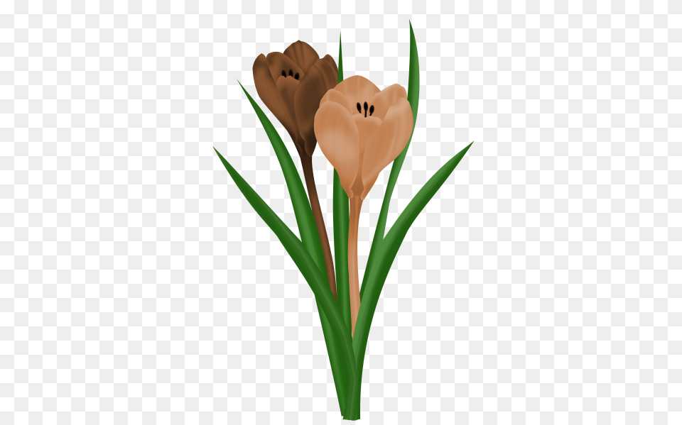 Spring Flowers, Flower, Plant, Tulip Free Transparent Png