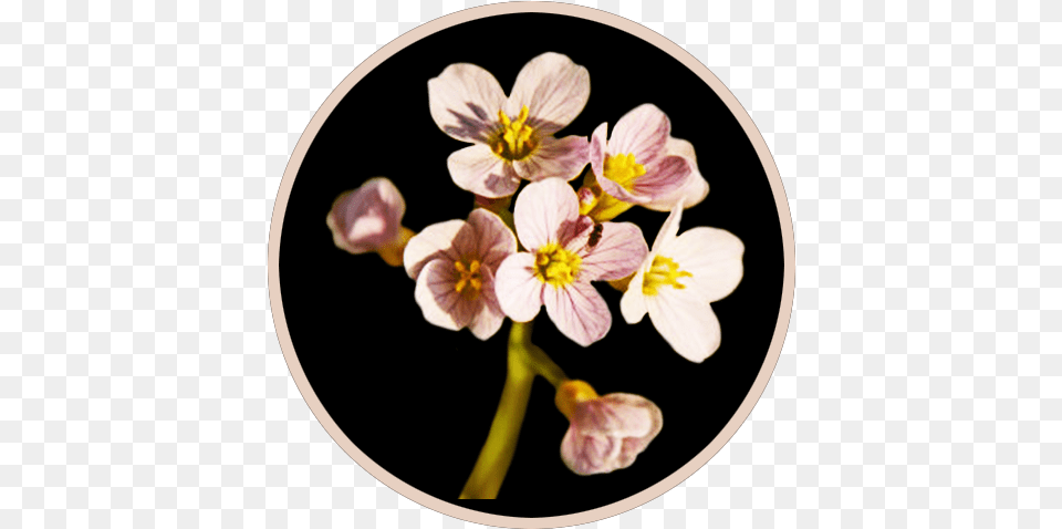 Spring Flowers Black, Anther, Flower, Petal, Plant Free Transparent Png