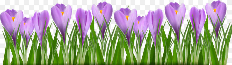 Spring Flowers Border, Flower, Plant, Crocus, Purple Free Png
