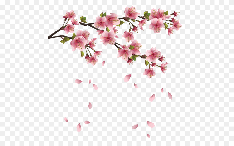Spring Flowers Branches, Flower, Petal, Plant, Cherry Blossom Png Image