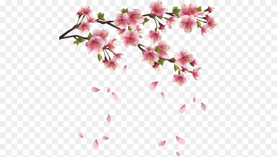 Spring Flowers Branches Spring, Flower, Petal, Plant, Cherry Blossom Png