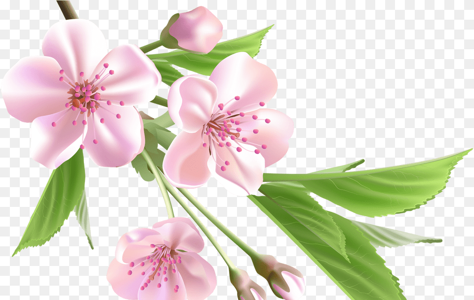 Spring Flowers Clip Art Transparent Pink Flower Almond Tree And Flowers Drawing, Plant, Cherry Blossom, Anther, Petal Png