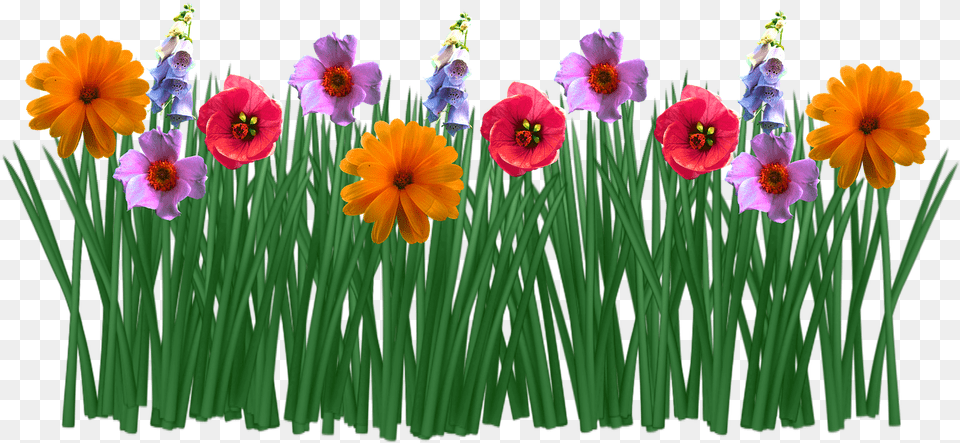 Spring Flowers Grass Meadow Picpng Flowers In Grass Drawing, Plant, Petal, Flower, Anemone Free Png