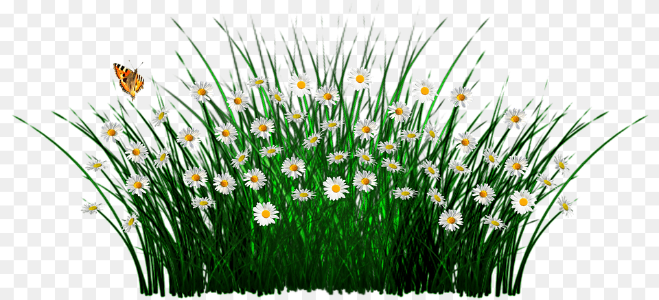 Spring Flowers Grass Meadow Plant Garden N Oder Innengraswiesenschmetterling Im Freien Kissen, Daisy, Flower, Petal, Anemone Free Png