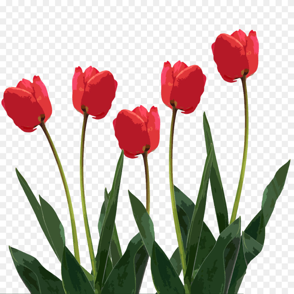 Spring Forward Clipart, Flower, Plant, Tulip, Rose Png Image