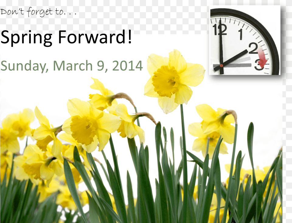 Spring Forward Daffodil, Flower, Plant Free Transparent Png