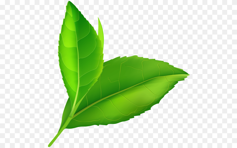 Spring Green Leaves Clip, Leaf, Plant, Beverage, Tea Free Transparent Png