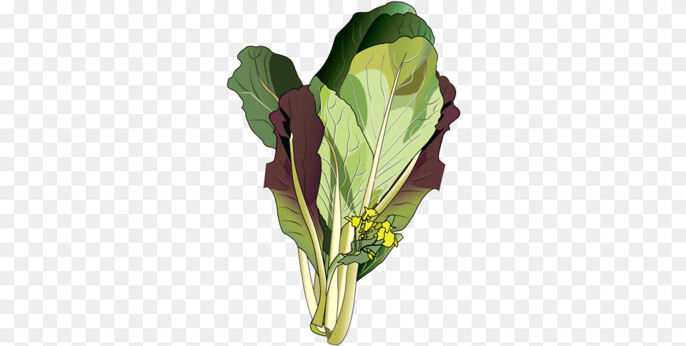 Spring Greens, Food, Produce, Leafy Green Vegetable, Plant Free Transparent Png